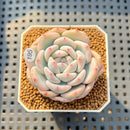 Echeveria 'Orange Monroe' Variegated 2" Succulent Plant Cutting