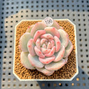 Echeveria 'Orange Monroe' Variegated 2" Succulent Plant Cutting