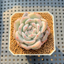 Echeveria 'Orange Monroe' Variegated 2" Succulent Plant Cutting