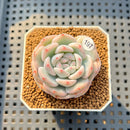 Echeveria 'Orange Monroe' Variegated 2" Succulent Plant Cutting