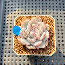 Echeveria 'Orange Monroe' Variegated 2" Succulent Plant Cutting