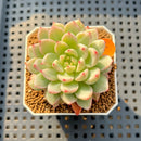 Echeveria 'Secret' Variegated 2" Succulent Plant Cutting