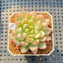 Echeveria 'Secret' Variegated 2" Succulent Plant Cutting