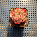 Echeveria 'Glam Pink' 1"-2" Succulent Plant Cutting
