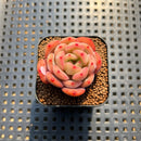Echeveria 'Glam Pink' 1"-2" Succulent Plant Cutting