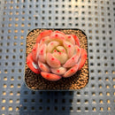 Echeveria 'Glam Pink' 1"-2" Succulent Plant Cutting