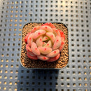Echeveria 'Glam Pink' 1"-2" Succulent Plant Cutting