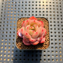 Echeveria 'Glam Pink' 1"-2" Succulent Plant Cutting