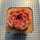 Echeveria 'Burgundy Edge' 2" Succulent Plant Cutting