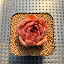 Echeveria 'Burgundy Edge' 2" Succulent Plant Cutting