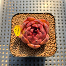 Echeveria 'Burgundy Edge' 2" Succulent Plant Cutting