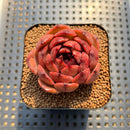 Echeveria 'Burgundy Edge' 2" Succulent Plant Cutting