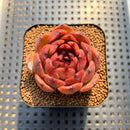 Echeveria 'Burgundy Edge' 2" Succulent Plant Cutting