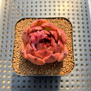 Echeveria 'Burgundy Edge' 2" Succulent Plant Cutting