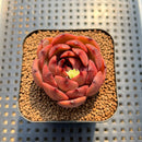 Echeveria 'Burgundy Edge' 2" Succulent Plant Cutting