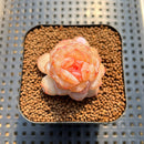 Echeveria 'Winter Plum' 2" Succulent Plant Cutting
