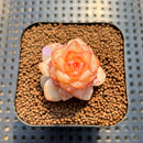 Echeveria 'Winter Plum' 2" Succulent Plant Cutting