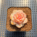 Echeveria 'Winter Plum' 2" Succulent Plant Cutting