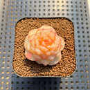 Echeveria 'Winter Plum' 2" Succulent Plant Cutting