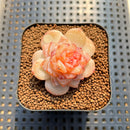 Echeveria 'Winter Plum' 2" Succulent Plant Cutting