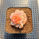 Echeveria 'Winter Plum' 2" Succulent Plant Cutting