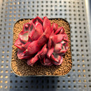 Echeveria 'Red Tan' Carunculated 2"-3" Succulent Plant Cutting