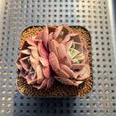 Echeveria 'Red Tan' Carunculated 2"-3" Succulent Plant Cutting