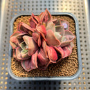 Echeveria 'Red Tan' Carunculated 2"-3" Succulent Plant Cutting