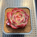 Echeveria 'Daredevil' 2" Type A Succulent Plant Cutting