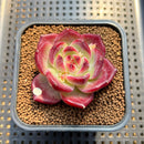 Echeveria 'Daredevil' 2" Type A Succulent Plant Cutting