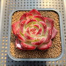 Echeveria 'Daredevil' 2" Type A Succulent Plant Cutting