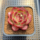 Echeveria 'Daredevil' 2" Type A Succulent Plant Cutting