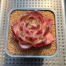 Echeveria 'Daredevil' 2" Type A Succulent Plant Cutting