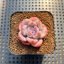 Echeveria 'Miss Jin' 1"-2" Succulent Plant Cutting