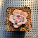 Echeveria 'Miss Jin' 1"-2" Succulent Plant Cutting
