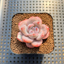 Echeveria 'Miss Jin' 1"-2" Succulent Plant Cutting