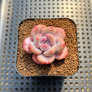Echeveria 'Miss Jin' 1"-2" Succulent Plant Cutting