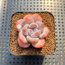 Echeveria 'Miss Jin' 1"-2" Succulent Plant Cutting