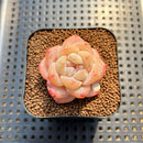 Echeveria 'Snow Porcelain' 1" Succulent Plant Cutting