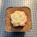 Echeveria 'Snow Porcelain' 1" Succulent Plant Cutting