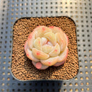 Echeveria 'Snow Porcelain' 1" Succulent Plant Cutting