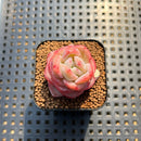 Echeveria 'Star Jelly' 1"-2" Succulent Plant Cutting