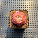Echeveria 'Star Jelly' 1"-2" Succulent Plant Cutting