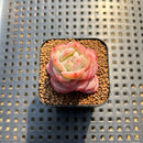 Echeveria 'Star Jelly' 1"-2" Succulent Plant Cutting