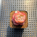 Echeveria 'Star Jelly' 1"-2" Succulent Plant Cutting