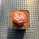 Echeveria 'Star Jelly' 1"-2" Succulent Plant Cutting