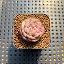 Echeveria 'Magic Diamond' 1" Succulent Plant Cutting