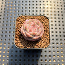 Echeveria 'Magic Diamond' 1" Succulent Plant Cutting