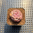Echeveria 'Magic Diamond' 1" Succulent Plant Cutting