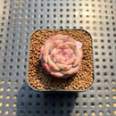 Echeveria 'Magic Diamond' 1" Succulent Plant Cutting